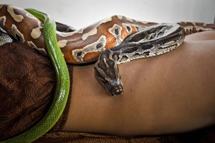 Authentic Snake Massage